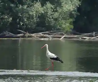 Međunarodni dan ptica selica u Nijemcima